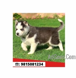 used Siberian Husky Male Puppy For sale in Jalandhar. Call:9815081234 for sale 