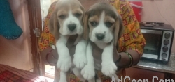 Quality female beagle puppies for sale in Bangalore 