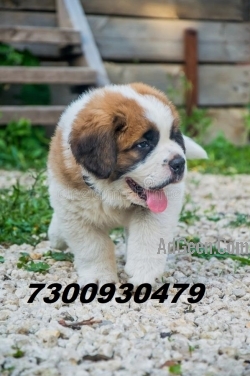 used SAINT BERNARD PUPS ARE READY TO MOVE NEW HOMES..7300930479 for sale 