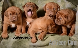 FRENCH MASTIFF PUPS ARE READY FOR NEW HOMES..7300930479