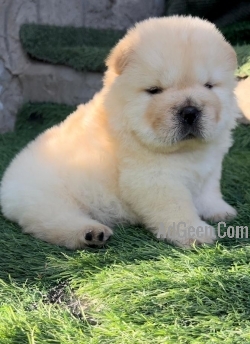 used Show quality chow chow  for sale 