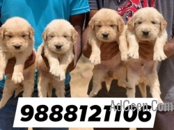 Golden Retriver puppy available 