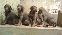 Top quality kci register doberman broun colour male and female puppies avlb in pune 
