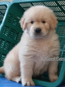 Top quality Two months old Golden retriever puppies for sale in pune call 09371022581