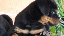 Import quality two months old Rottweiler male and female puppies in pune