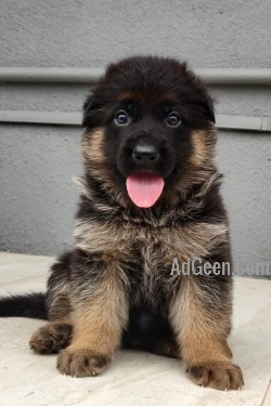 used Top quality German shepherd puppy available in pune  for sale 