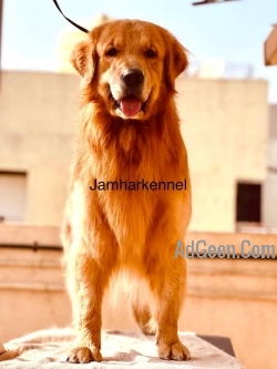 used Top quality Golden retriever male avlb in pune for sale 