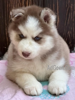 used Top quality Husky male and female puppy available in pune  for sale 