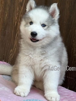 Top quality Husky male and female puppy available in pune 