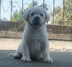used Labrador retriever puppy in pune  for sale 