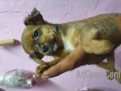 used Chihuahua Pups For Sale Trust Kennel  for sale 