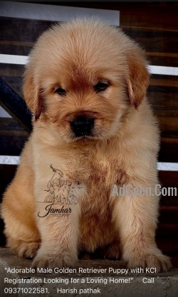 Vaccinated and dewormed Golden Retriever puppies available in Pune 