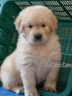 Supet quality vacinated golden rettriever male and female puppies for loveing home 