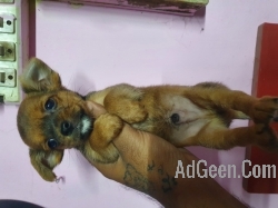 used Chihuahua Pups Available Here Trust Kennel  for sale 