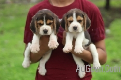 used Beagle Pups For Sale Trust Kennel for sale 