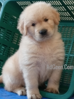 used import line golden retriever puppies in pune  for sale 