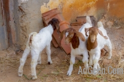Boer Goat for sale 100% Nimkar Bloodline