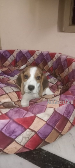 3 month old beagle male 