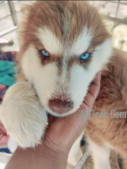 Husky puppies available 
