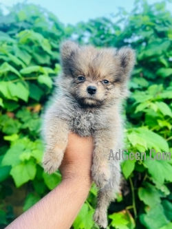 Culture Pom Toy Puppies For Sale Trust Kennel 