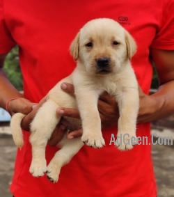 Labrador Puppies Ready For Sale Delhi TrustDogSales 