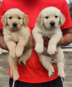 GoldenRetriver Puppies Available Here Trust Kennel 