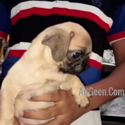 used Pug Puppies For Sale Delhi TrustDogSales  for sale 
