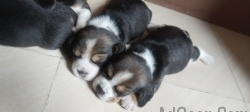 BEAGLE DOGS FOR SALE