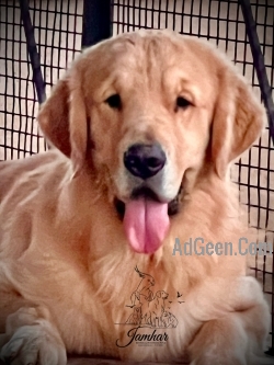 Vacinated two months old Golden retriever male and female pups for golden retriever lovers