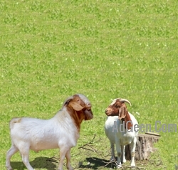 Boer GOAT ADULT WITH KIDS 9916672339