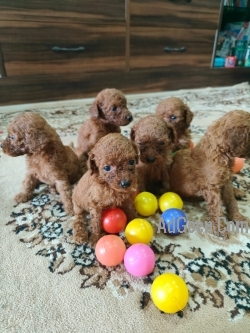 Poodle pups for sale adorable apricot colors 9916672339