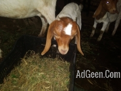 Boer goat South African for sale 9916672339 