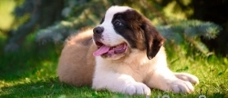 Saint Bernard Puppies For Sale..call 7300930479