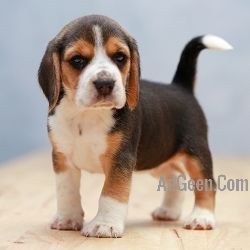 Beagle Puppies For Sale..call 7300930479