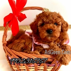 Toy Poodle Puppies Available In Bangalore 