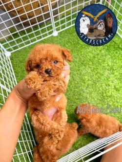 Toy Poodle Puppies Near Me 