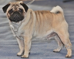 used pug for sale 