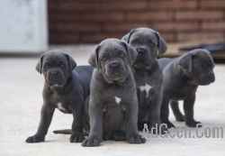 used cane corso  for sale 