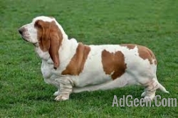 used basset hound  for sale 