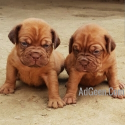 used French mastiff …..call me 73009304790 for sale 