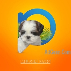 Shih tzu pups for new home tricolors male 9916672339 