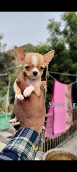 Chihuahua Puppies In Delhi 