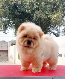 Chow Chow Cutee puppy