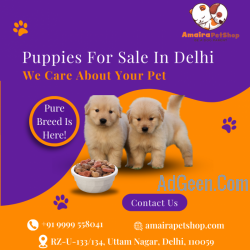 Amaira Pet Shop - Best Puppies For Sale In Delhi