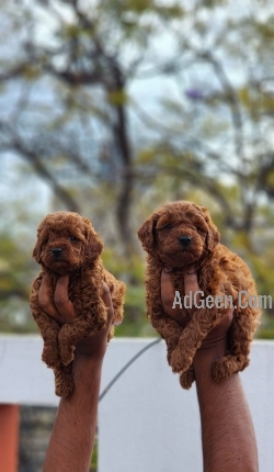 used Poodle puppies available with me  for sale 