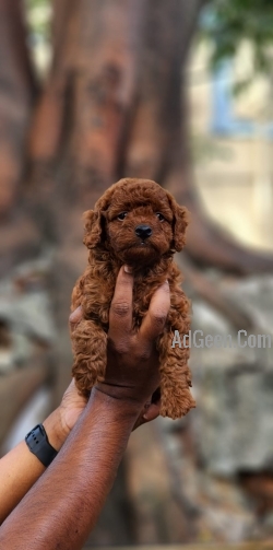 Poodle puppies available with me 
