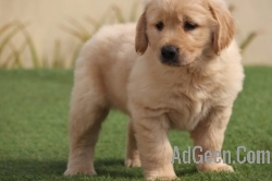 used All Breed Top Quality Puppies Available Golden Retriever  for sale 