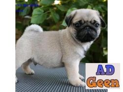 Cheap pug puppies male only Dogs for sale in Bangalore Karnataka AdGeen