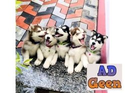 Husky puppies Dogs for sale in Bangalore Karnataka AdGeen