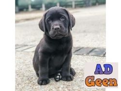 used Labrador for sale 